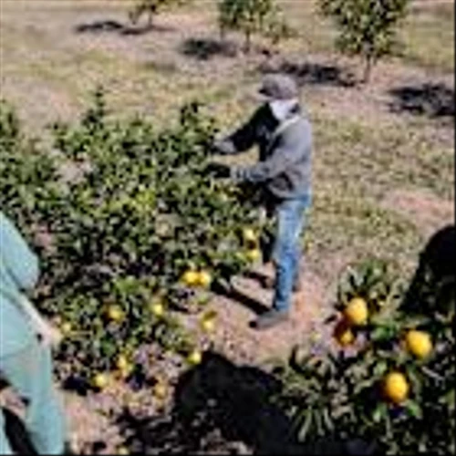 Orange Juice Hits Four-Month High on Brazil Tariffs