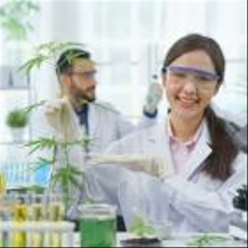 Is SNDL Stock a Buy?