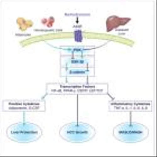 Can-Fite: Scientific Article Published by KOL Presents Namodenoson as a Promising Drug Candidate to Treat Advanced Liver Cancer and MASH