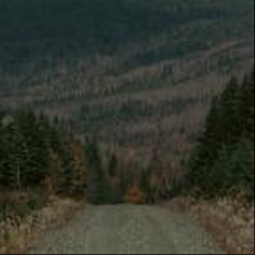 Weyerhaeuser Emerging as a Tariff Winner