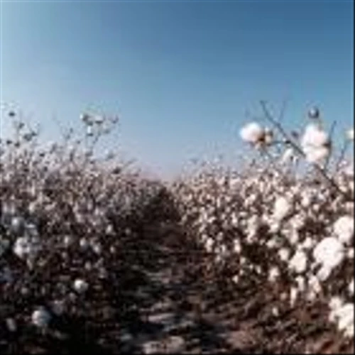 LRQA Teams With Applied DNA Sciences for Cotton Traceability Pilot in Pakistan