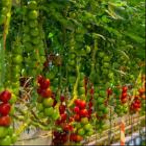 Urban Farming Frontiers: 3 Stocks Growing Greens in the City