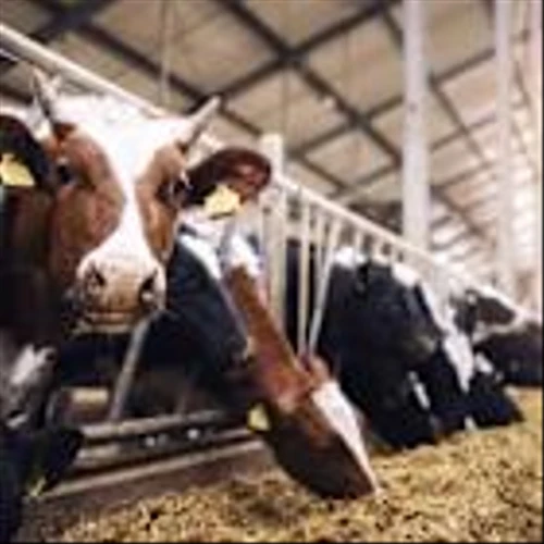 Cattle Rally Back Higher on Friday, as President Trump Comments After the Close