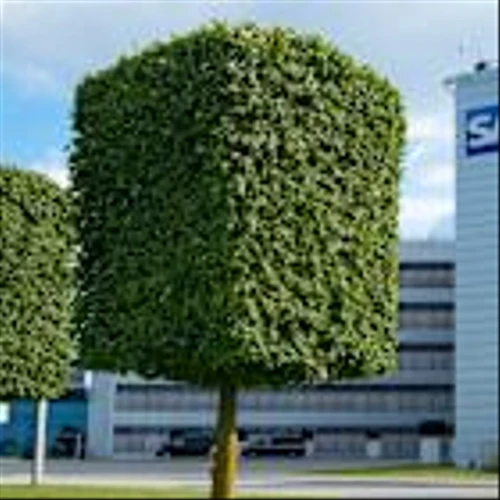 EY, DXC join SAP’s ongoing ERP migration push