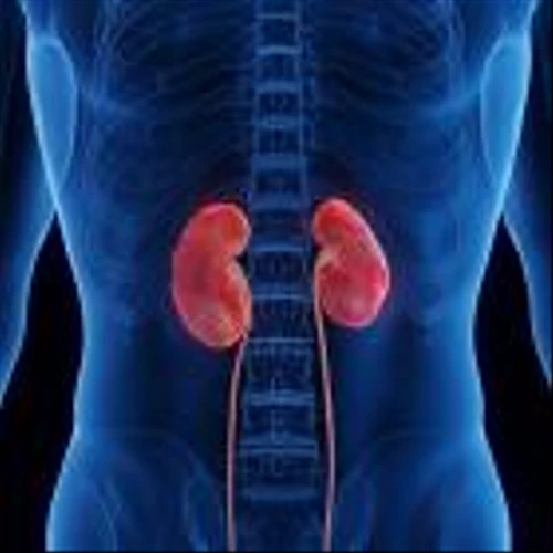Kezar Life Sciences suspends subject enrolment in trial of lupus nephritis drug