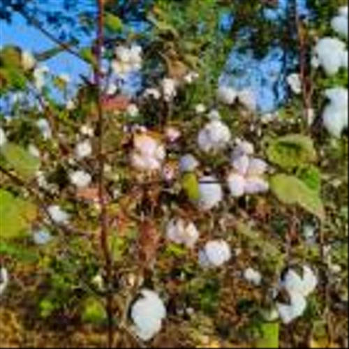 Applied DNA, Indus Group to scale cotton traceability