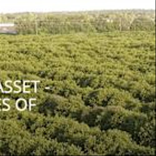 Farewell Citrus, Hello Sweet Land Monetization: Alico Delivers Top-Down Beat – Quarterly Update Report