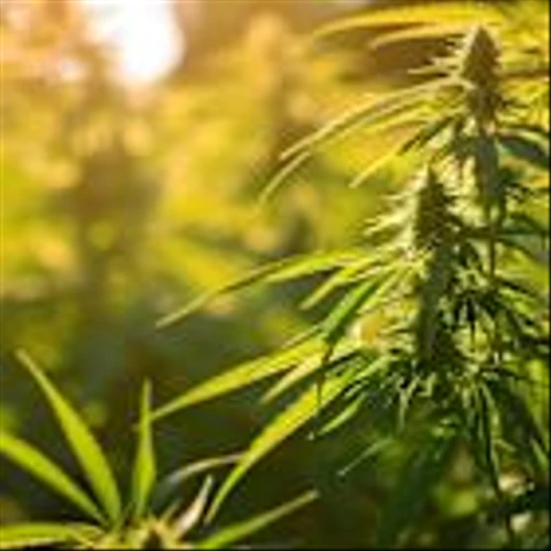 Is Cronos Group Inc. (NASDAQ:CRON) the Best Cannabis Stock to Buy According to Billionaires?