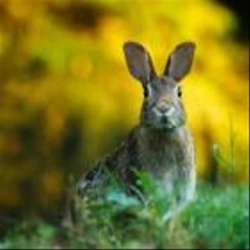 Bunny Portfolio Gained 15.5% Last Year But Trailed the Market