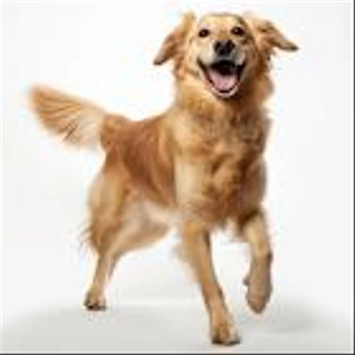 This S&P 500 Stock Has Wall Street Wagging Its Tail