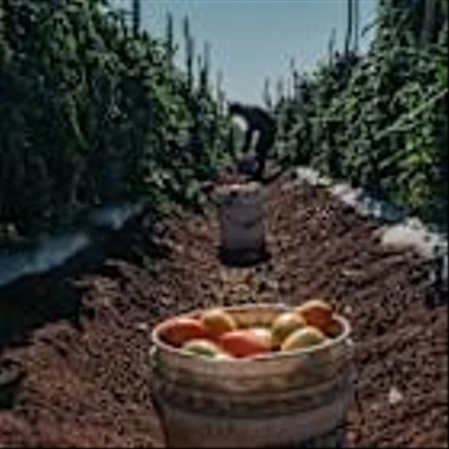 A Tomato Fight With Mexico Is Set to Boost US Prices Nearly 10%