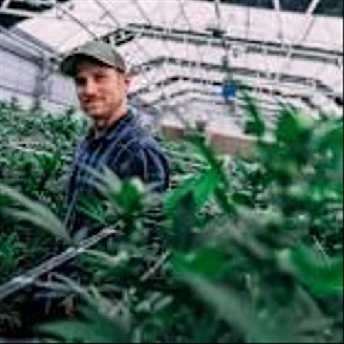 Should You Buy Tilray Brands Stock Before Oct. 9?