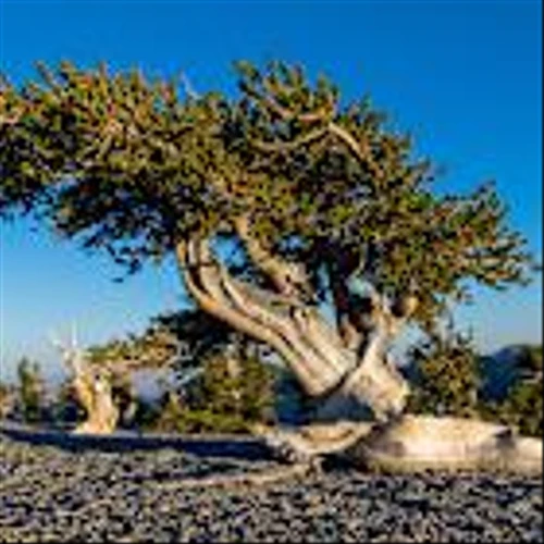 Sands and Sands China Listed Top the S&P Global Sustainability Yearbook 2025 Casinos and Gaming Category