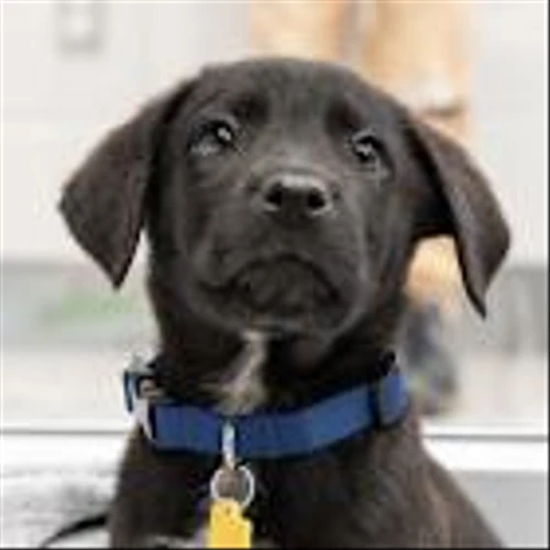 24Petwatch Microchip Registry to Transition to PetPlace.com in 2026