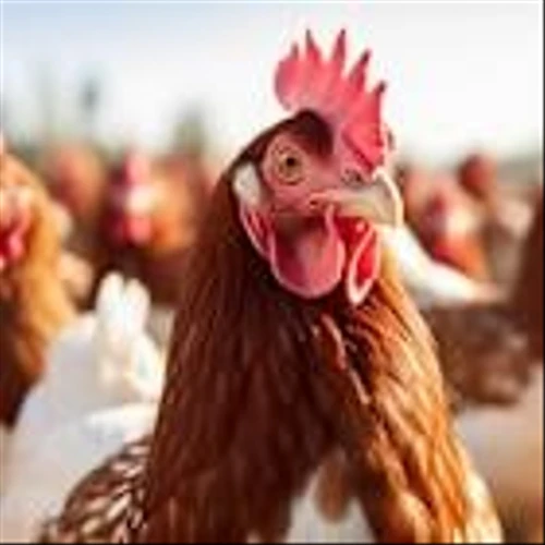 TD Cowen Reduces PT on Vital Farms (VITL) to $44 From $59