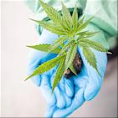 Aurora Cannabis Smokes the Competition with Record Net Revenue – Quarterly Update Report