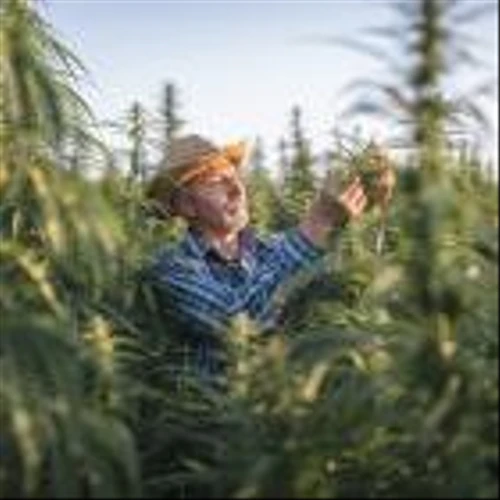 Which Pot Stock Will Climb in 2024: Green Thumb Industries vs. Aurora Cannabis