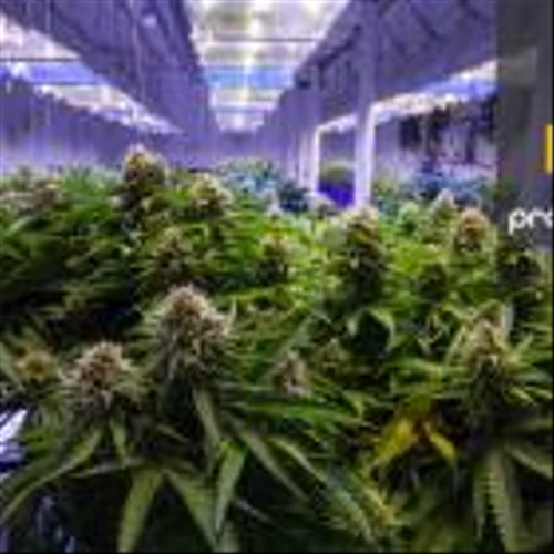 Flora Growth Corp's CEO Reveals Record-Breaking Financials and Exciting 2024 Plans