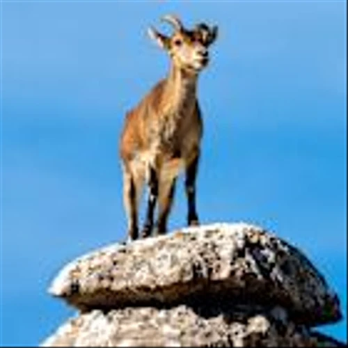'Fainting goat' investors still cautious following relief rally