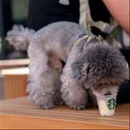 Why Starbucks must start delivering big-time