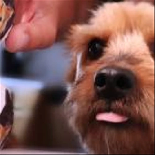 Freshpet (NASDAQ:FRPT) Is Doing The Right Things To Multiply Its Share Price