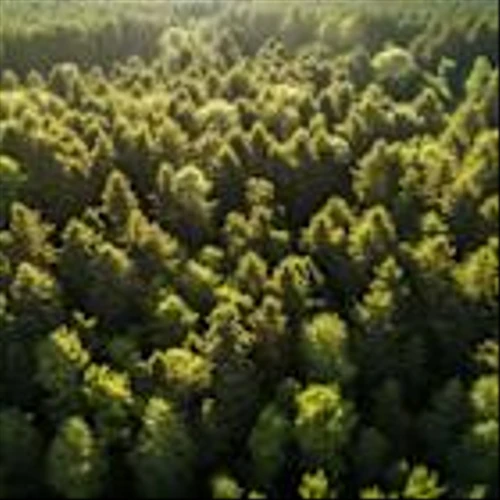 Weyerhaeuser Company (WY): A Bull Case Theory