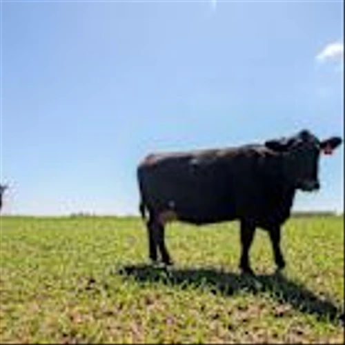 US Cattle Tally Shows No End in Sight for Soaring Beef Prices