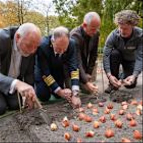 Holland America Line Unveils Exclusive Tulip to Celebrate Dutch Heritage and Timeless Traditions