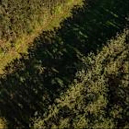 America’s Top Logger Bets It Can Make Money Off Small, Crooked Trees