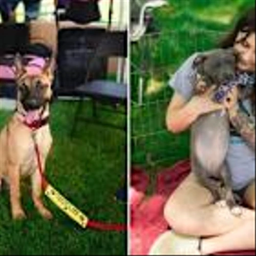 Pet Supplies Plus Hosts "Best Adoption Event Ever" in Rochester Hills to Help Local Pets Find Forever Homes