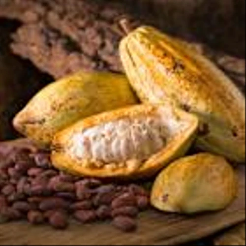 Nestlé lauds new cocoa harvesting technique designed to cut waste