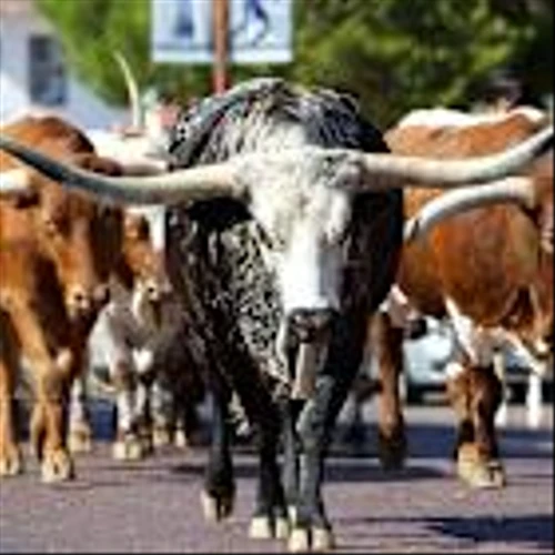 Dow Jones Futures Due After Big Week, Four Stocks In Buy Zones; What To Do Now