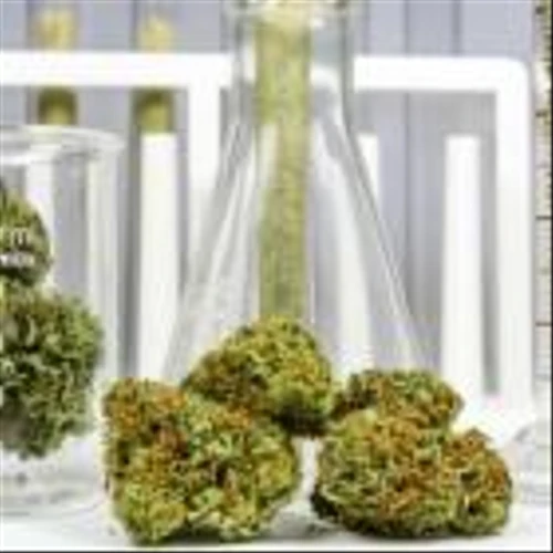 The 7 Most Undervalued Cannabis Stocks to Buy in December
