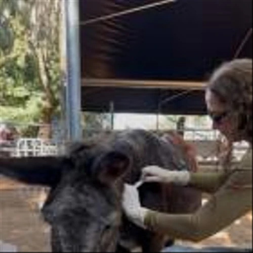 Innocan Pharma's Liposomal CBD Injection Shows Breakthrough Pain Relief in Elderly Donkey with Osteoarthritis
