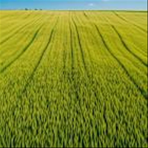 CF Industries (CF) Rallies 6% on Trump’s Biofuels Policy