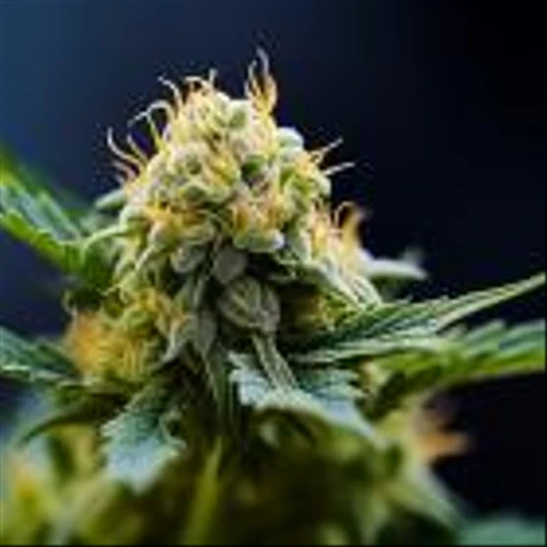 Is Canopy Growth Corporation (CGC) Among the Best Tobacco and Cigarette Stocks to Buy Now?