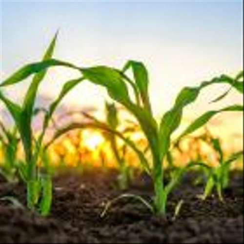 Tether Made 'Unsolicited' Bid for Majority Stake in $1B LatAm Agribusiness Adecoagro