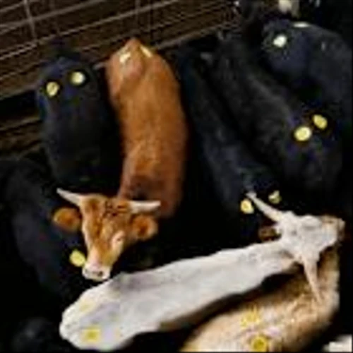 America’s Cattle Crisis: a Shrinking Herd, Soaring Beef Prices, and Little Relief in Sight