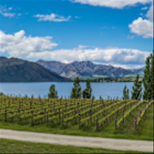 New Zealand wine exports up “subdued” 5%