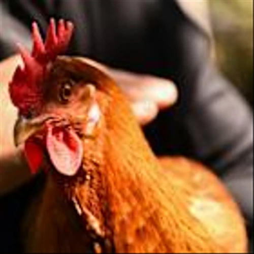 1 in 5 Tractor Supply customers now raise chickens, thanks to egg inflation
