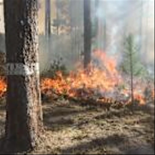 National Forest Week: How International Paper Helps Restore Longleaf Ecosystems