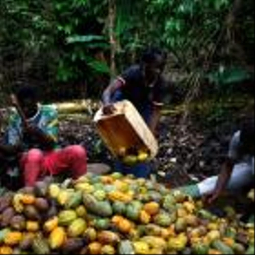 Strong gains for cocoa, iron ore in 2023 as energy prices dip