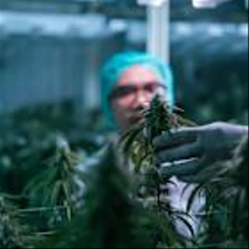 Why Investors Were High on Tilray Stock Today
