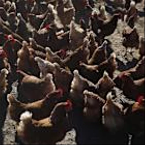 This Animal Health Stock Tanks on Earnings. Pig and Chicken Medication Revenue Slumps.