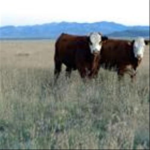 McDonald's USA Makes Company's Largest-Ever Investment in Regenerative Agriculture through National Fish and Wildlife Foundation Partnership