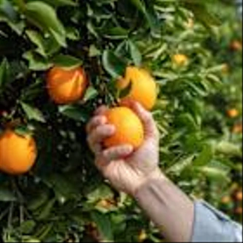 Limoneira to rejoin US citrus company Sunkist Growers