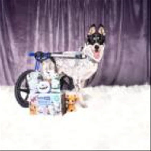 BARK Launches BarkBox in Retail for the First-Time with Target