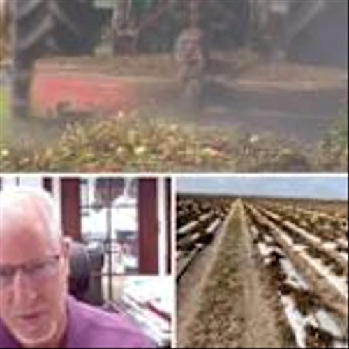 Florida farmers now plowing over perfectly good tomatoes as Trump’s tariff policies cause prices to plummet
