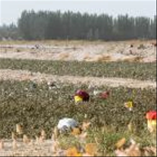 Xinjiang cotton ‘widespread’ despite US UFLPA legislation