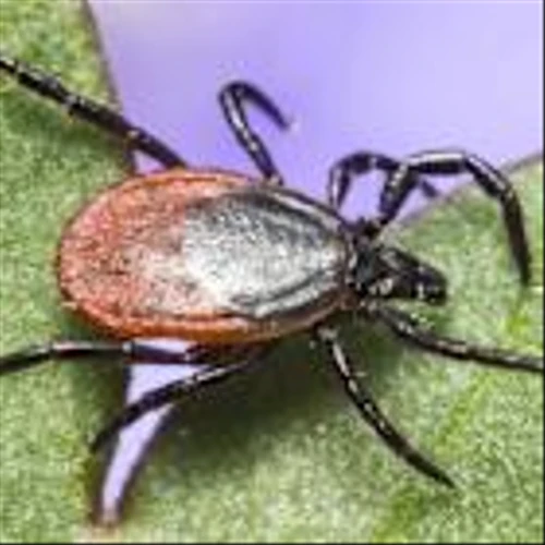 A Lyme Disease Vaccine’s Final Test Results Could Appear By Yearend.